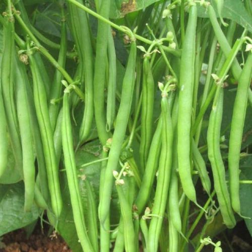 🌱 French Beans F1 Hybrid Seeds – Pack of 20 - Vegetable Seeds