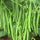 🌱 French Beans F1 Hybrid Seeds – Pack of 20 - Vegetable Seeds