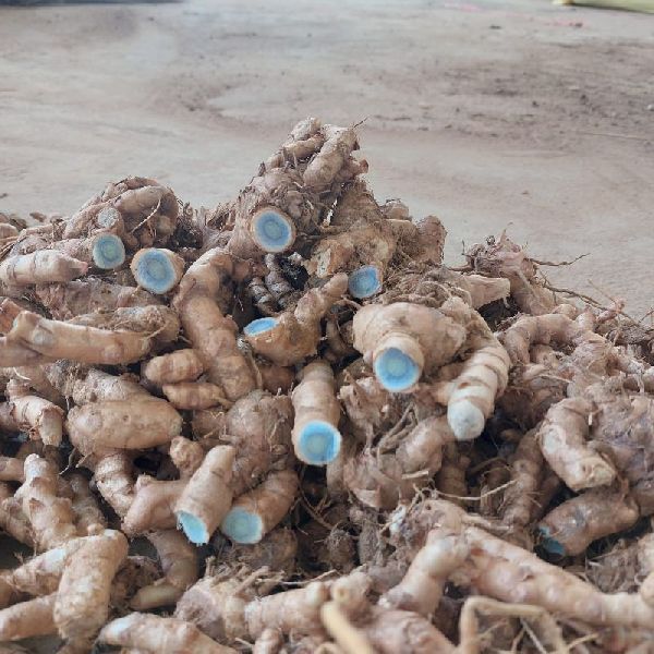 Black Turmeric Seeds – Pack of 5 | Exotic Healing Herb - Rhizome & Bulbs