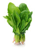 Spinach ‘All Green’ – Premium Leafy Vegetable Seeds (High Yield & Fast Growing) -Vegetable Seeds