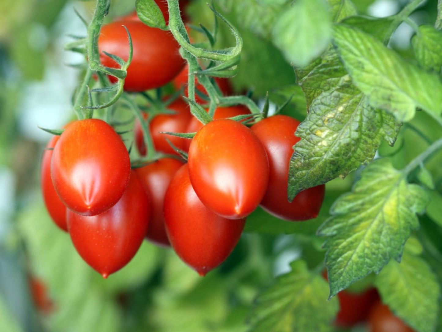 🍅 Plum Tomato Hybrid Seeds – 100 Seeds, Perfect for Sauces & Canning  - Vegetable Seeds