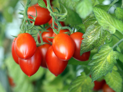 🍅 Plum Tomato Hybrid Seeds – 100 Seeds, Perfect for Sauces & Canning  - Vegetable Seeds