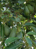 Fuerte Avocado Seeds – Pack of 2 - Fruit Seeds