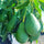 Fuerte Avocado Seeds – Pack of 2 - Fruit Seeds