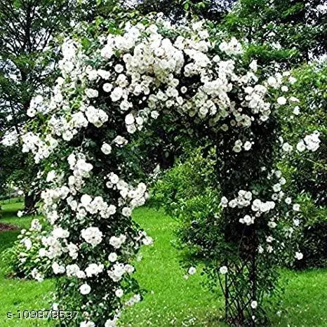 Royal Bloom Climbing Rose – Hybrid Rose Seeds for Vertical Elegance - Rose Seeds