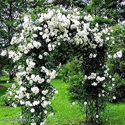 Royal Bloom Climbing Rose – Hybrid Rose Seeds for Vertical Elegance - Rose Seeds