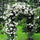 Royal Bloom Climbing Rose – Hybrid Rose Seeds for Vertical Elegance - Rose Seeds