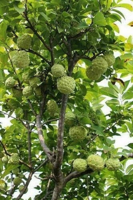 Custard apple plant-  Medicinal Plant Live Plants