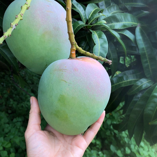 Exotic Mango Plant Varieties for Your Garden (Keitt ) ) Live Mango 1 Plant (Mangifera indica) – Grafted Variety  -Fruit Plants
