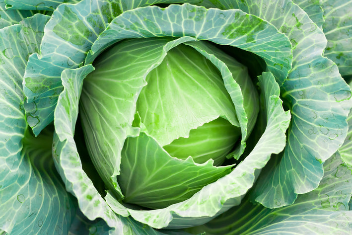 Organic Cabbage F1 Hybrid seeds- Open Pollinated 20 seeds-vegetable seeds