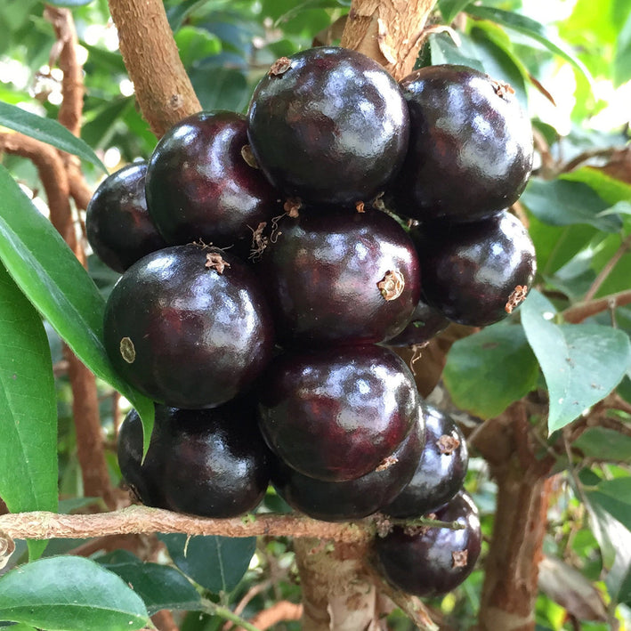 Jaboticaba Grimal Fruit Plant