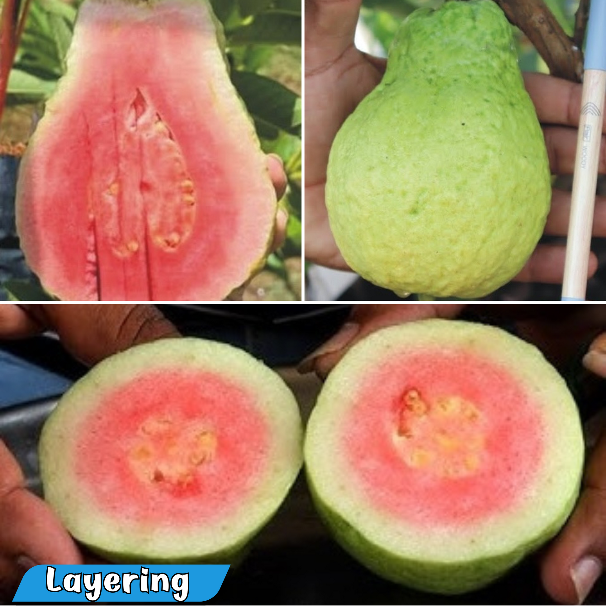 Jarvi Diamond 1 Guava Fruit Plant: Red Fleshed, Juicy, Nearly Seedless