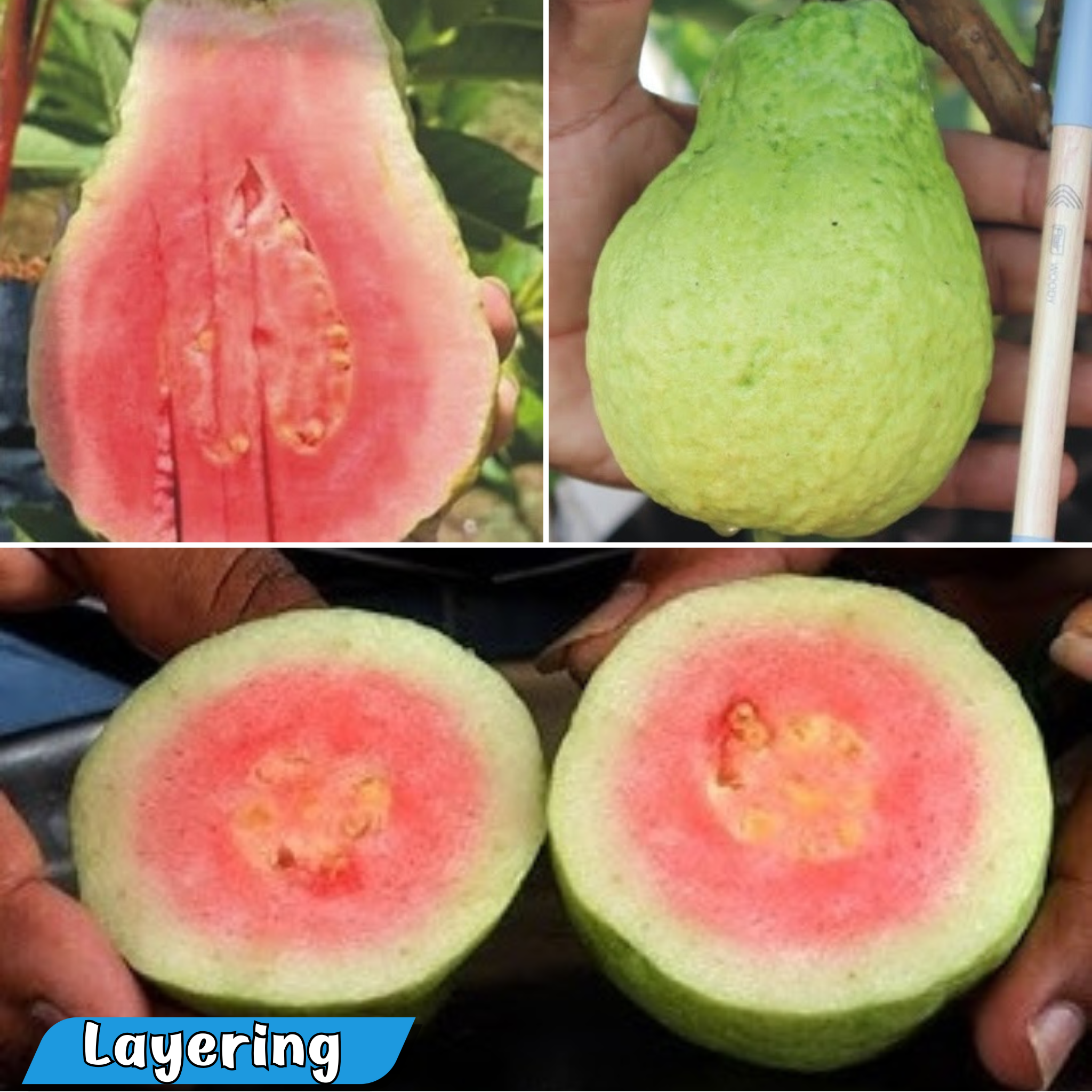 Jarvi Diamond 1 Guava Fruit Plant: Red Fleshed, Juicy, Nearly Seedless