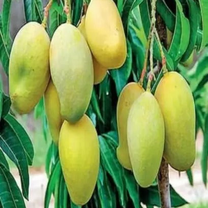 Mango Plant (Dasheri) Live Mango 1 Plant (Mangifera indica) – Grafted Variety  -Fruit Plants