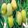 Mango Plant (Dasheri) Live Mango 1 Plant (Mangifera indica) – Grafted Variety  -Fruit Plants