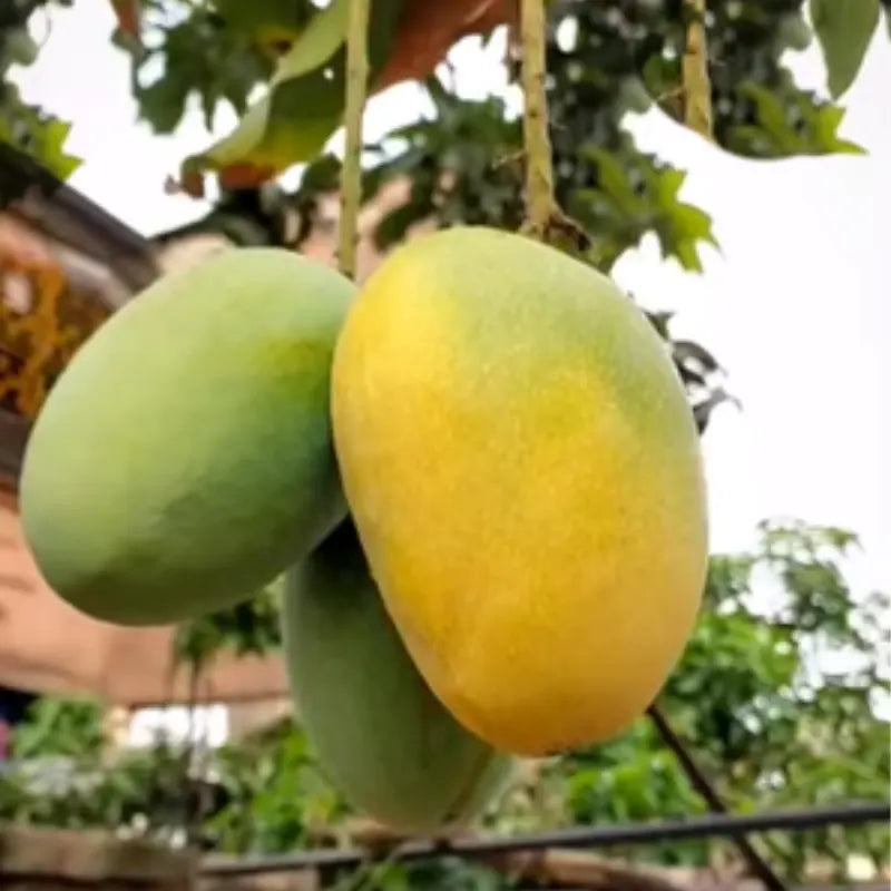 Mango Plant (Himsagar)) ) Live Mango 1 Plant (Mangifera indica) – Grafted Variety  -Fruit Plants