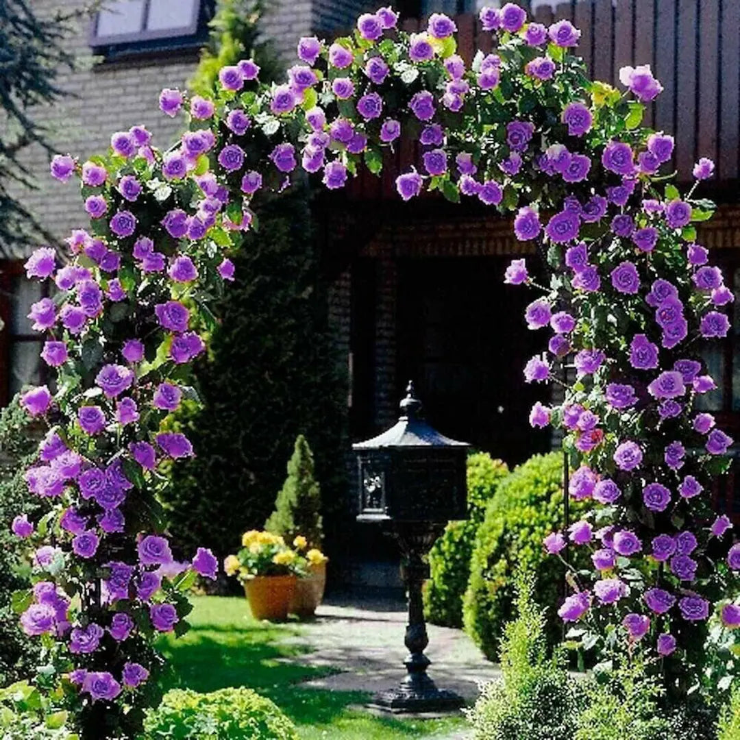 Hybrid Rose Climber Seeds – Fast-Growing, Colorful Blooms for Vertical Gardening - Rose Seeds