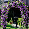 Hybrid Rose Climber Seeds – Fast-Growing, Colorful Blooms for Vertical Gardening - Rose Seeds