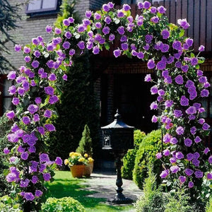 Hybrid Rose Climber Seeds – Fast-Growing, Colorful Blooms for Vertical Gardening - Rose Seeds