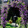 Hybrid Rose Climber Seeds – Fast-Growing, Colorful Blooms for Vertical Gardening - Rose Seeds