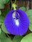 Clitoria Ternatea-Medicinal Plant