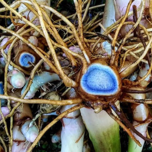 Black Turmeric Seeds – Pack of 5 | Exotic Healing Herb - Rhizome & Bulbs