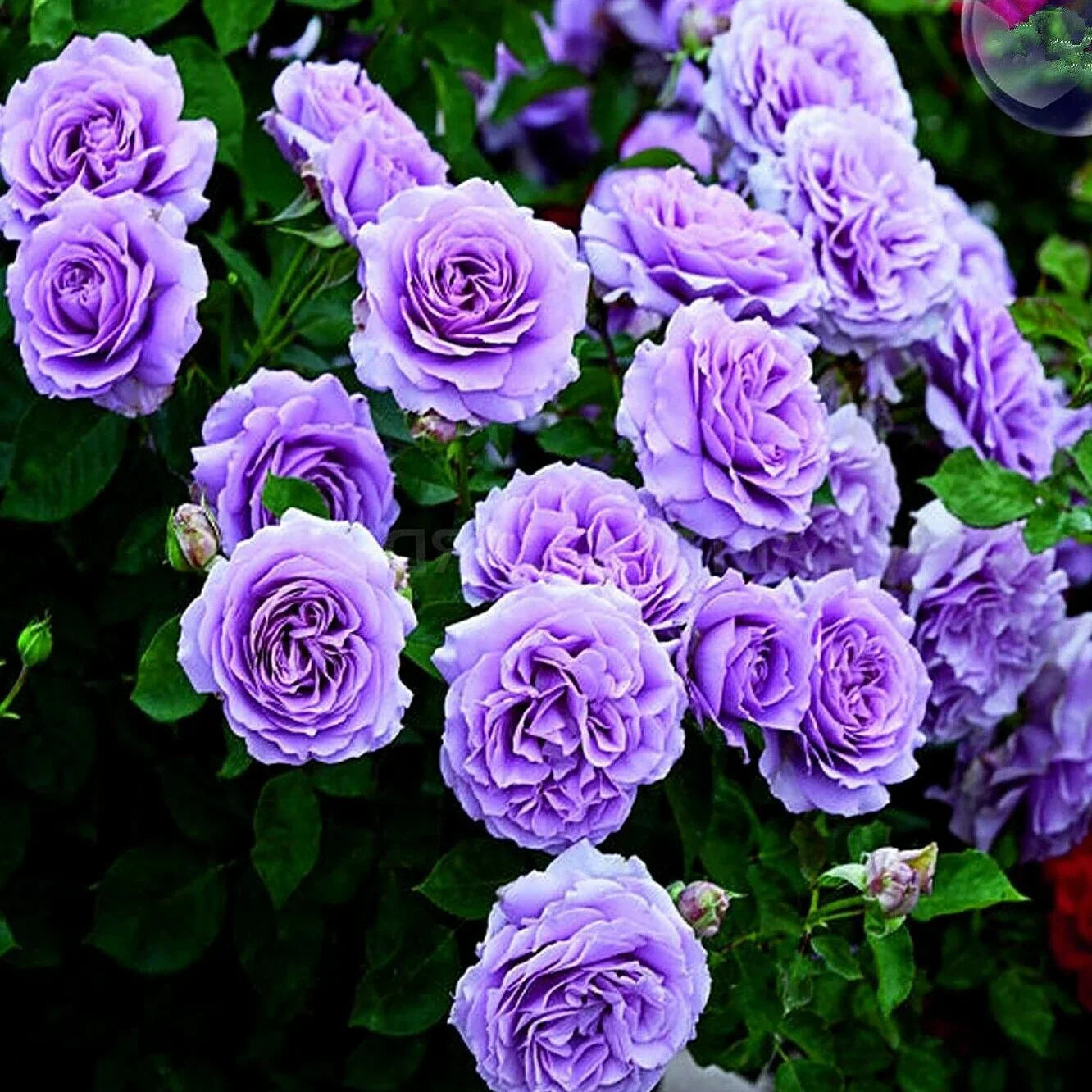 Hybrid Rose Climber Seeds – Fast-Growing, Colorful Blooms for Vertical Gardening - Rose Seeds