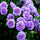 Hybrid Rose Climber Seeds – Fast-Growing, Colorful Blooms for Vertical Gardening - Rose Seeds