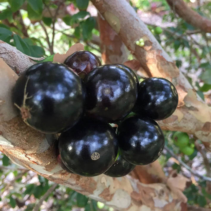 Jaboticaba Sabara Fruit Plant