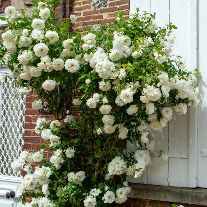 Exotic Hybrid Climbing Rose Flower Seeds – Pack of 20  -Fogal Dutchki - Rose Seeds