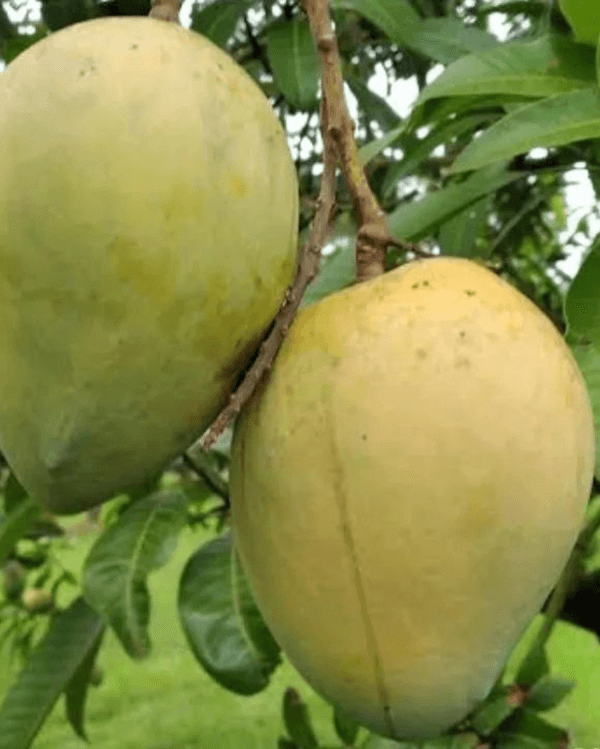 Mango Plant (Himsagar)) ) Live Mango 1 Plant (Mangifera indica) – Grafted Variety  -Fruit Plants
