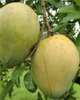 Mango Plant (Himsagar)) ) Live Mango 1 Plant (Mangifera indica) – Grafted Variety  -Fruit Plants