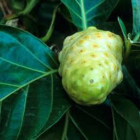 Rare Noni Fruit Plant Cheese Fruit- 1 Healthy Plant Medicinal Plant