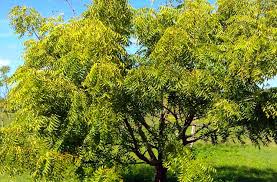 Neem Tree (Azadirachta indica) Live Medicinal Plant Live Plants