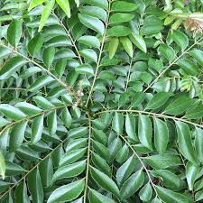 Curry Leaves plant Murraya koenigii-  Medicinal Plant Live Plants