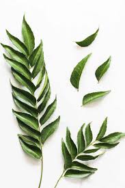 Curry Leaves plant Murraya koenigii-  Medicinal Plant Live Plants