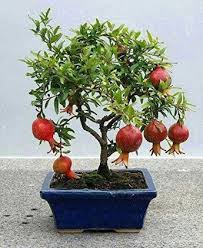 Pomegranate plant Punica granatum -  Medicinal Plant Live Plants