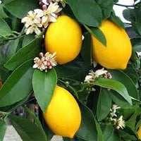 Lemon plant  Citrus limon -  Medicinal Plant Live Plants