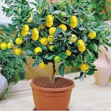 Lemon plant  Citrus limon -  Medicinal Plant Live Plants