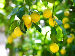 Lemon plant  Citrus limon -  Medicinal Plant Live Plants