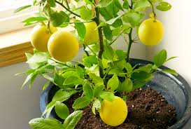 Lemon plant  Citrus limon -  Medicinal Plant Live Plants