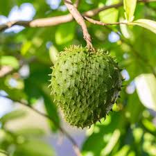 Soursop plant Annona muricata -  Medicinal Plant Live Plants