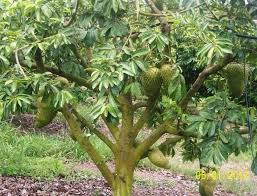 Soursop plant Annona muricata -  Medicinal Plant Live Plants