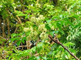 Malaveppu plant Chinaberry Melia azedarach-  Medicinal Plant Live Plants