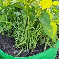 Organic Beans F1 Hybrid seeds- Open Pollinated 20 seeds-vegetable seeds