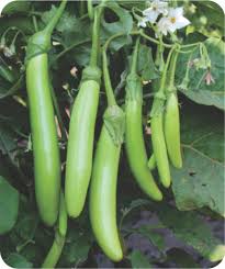 Organic Brinjal Green F1 Hybrid seeds- Open Pollinated 50 seeds-vegetable seeds