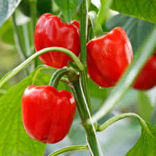 Organic Capsicum Red F1 Hybrid seeds- Open Pollinated 10 seeds-vegetable seeds