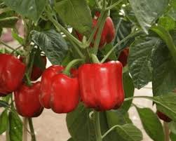 Organic Capsicum Red F1 Hybrid seeds- Open Pollinated 10 seeds-vegetable seeds