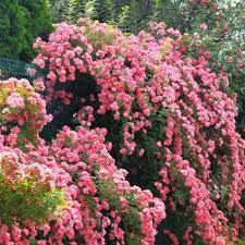 Hybrid Climbing Rose Seeds – Fragrant & Hardy Flowering Vines for Home Garden - Rose Seeds