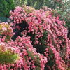 Hybrid Climbing Rose Seeds – Fragrant & Hardy Flowering Vines for Home Garden - Rose Seeds